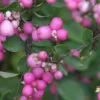Proud Berry Coralberry Live Plant – Vibrant Pink Berries – 4" Pot – Outdoor Shrub - Image 1