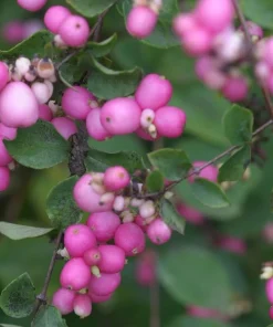Proud Berry Coralberry Live Plant – Vibrant Pink Berries – 4