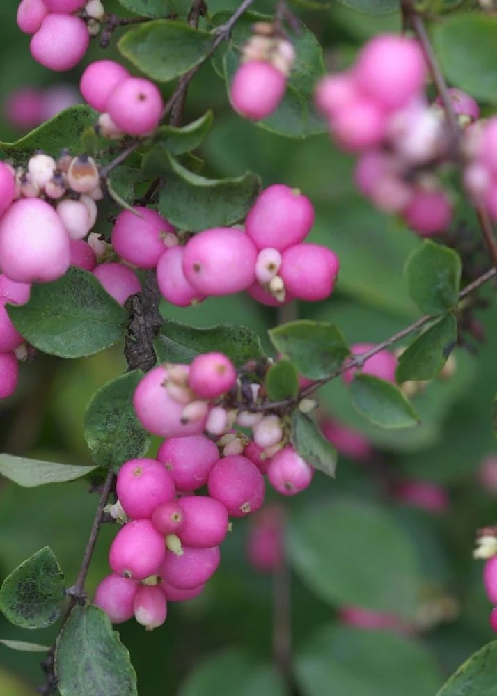 Proud Berry Coralberry Live Plant – Vibrant Pink Berries – 4" Pot – Outdoor Shrub - Image 1