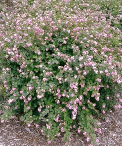 Proud Berry Coralberry Live Plant – Vibrant Pink Berries – 4" Pot – Outdoor Shrub - Image 2