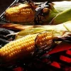Providence Bicolor Sweet Corn Seeds - 100 Seeds for Grilling & Home Gardens - Image 1