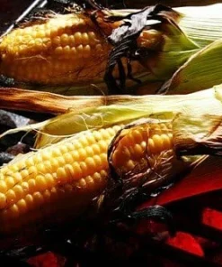 Providence Bicolor Sweet Corn Seeds - 100 Seeds for Grilling & Home Gardens - Image 1