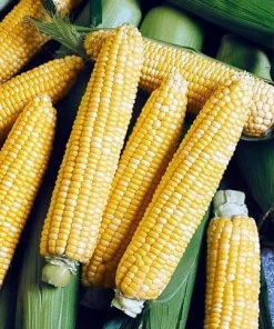 Providence Bicolor Sweet Corn Seeds - 100 Seeds for Grilling & Home Gardens - Image 2