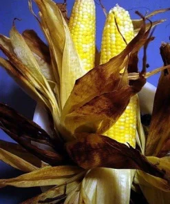 Providence Bicolor Sweet Corn Seeds - 100 Seeds for Grilling & Home Gardens - Image 4