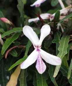 Pseuderanthemum Sinuatum Live Plant - Twilight Orchid, 3.7" Pot, Easy Houseplant - Image 2