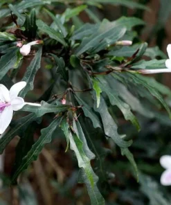 Pseuderanthemum Sinuatum Live Plant - Twilight Orchid, 3.7