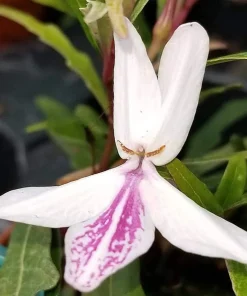 Pseuderanthemum Sinuatum Live Plant - Twilight Orchid, 3.7