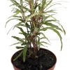 Pseuderanthemum Sinuatum Live Plant - Twilight Orchid, 3.7" Pot, Easy Houseplant - Image 1