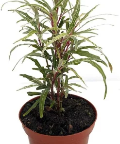 Pseuderanthemum Sinuatum Live Plant - Twilight Orchid, 3.7