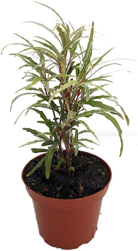 Pseuderanthemum Sinuatum Live Plant - Twilight Orchid, 3.7" Pot, Easy Houseplant - Image 1