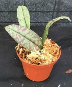 Psychopsis Mendenhall 'Hildos' Orchid Live Plant – Awarded Butterfly Orchid – 2.5