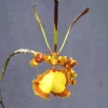 Psychopsis Mendenhall 'Hildos' Orchid Live Plant – Awarded Butterfly Orchid – 2.5" Pot - Image 1