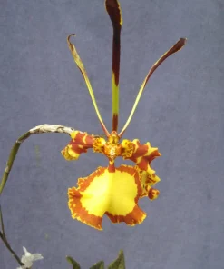 Psychopsis Mendenhall 'Hildos' Orchid Live Plant – Awarded Butterfly Orchid – 2.5