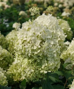 Puffer Fish Panicle Hydrangea Live Plant – Hydrangea paniculata – 4