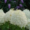 Puffer Fish Panicle Hydrangea Live Plant – Hydrangea paniculata – 4" Pot - Image 1