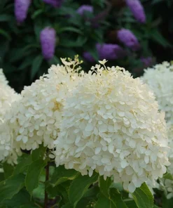 Puffer Fish Panicle Hydrangea Live Plant – Hydrangea paniculata – 4