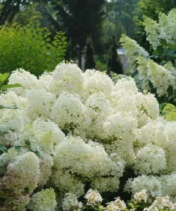 Puffer Fish Panicle Hydrangea Live Plant – Hydrangea paniculata – 4