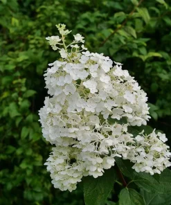Puffer Fish Panicle Hydrangea Live Plant – Hydrangea paniculata – 4