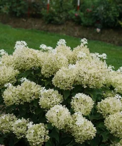 Puffer Fish Panicle Hydrangea Live Plant – Hydrangea paniculata – 4