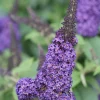 Pugster Blue Butterfly Bush Live Plant - 4" Pot - Compact Buddleia - Image 1