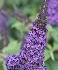 Pugster Blue Butterfly Bush Live Plant - 4