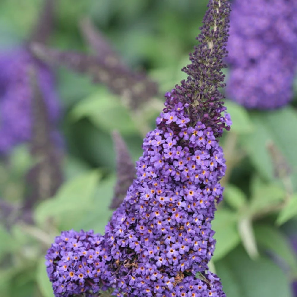 Pugster Blue Butterfly Bush Live Plant - 4" Pot - Compact Buddleia - Image 1