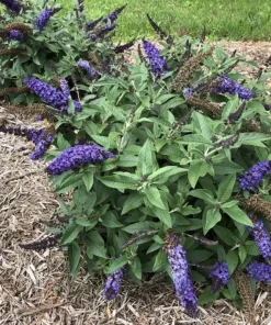 Pugster Blue Butterfly Bush Live Plant - 4" Pot - Compact Buddleia - Image 2