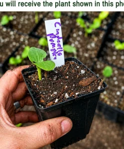 Pumpkin Plant Live for Planting - Winter Squash Vegetable, 2-4 Inch Tall - Image 2