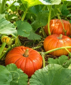 Pumpkin Plant Live for Planting - Winter Squash Vegetable, 2-4 Inch Tall - Image 3