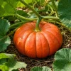 Pumpkin Plant Live for Planting - Winter Squash Vegetable, 2-4 Inch Tall - Image 1