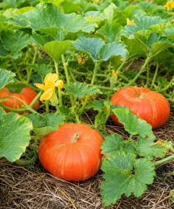 Pumpkin Plant Live for Planting - Winter Squash Vegetable, 2-4 Inch Tall - Image 6