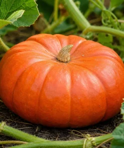 Pumpkin Plant Live for Planting - Winter Squash Vegetable, 2-4 Inch Tall - Image 7