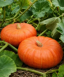Pumpkin Plant Live for Planting - Winter Squash Vegetable, 2-4 Inch Tall - Image 8
