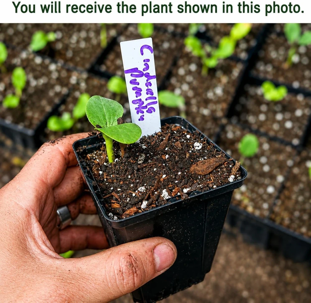 Pumpkin Plant Live - Winter Squash Vegetable for Home Garden, 2-4 Inch Tall - Image 2