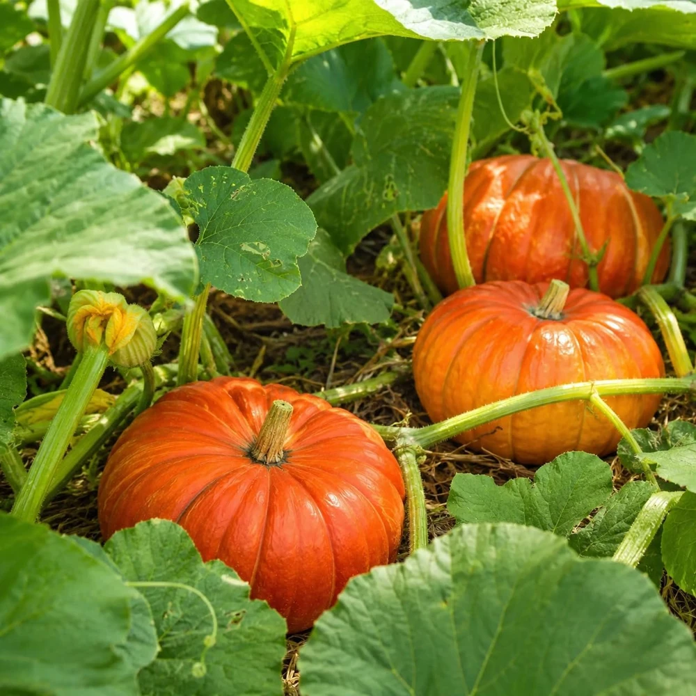Pumpkin Plant Live - Winter Squash Vegetable for Home Garden, 2-4 Inch Tall - Image 3
