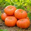 Pumpkin Plant Live - Winter Squash Vegetable for Home Garden, 2-4 Inch Tall - Image 1