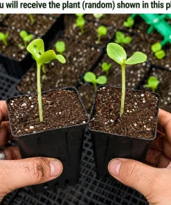 Pumpkin Plants Live - Set of 2 Seedlings for Garden - 2-4 Inch Tall - Image 2