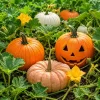 Pumpkin Plants Live - Set of 2 Seedlings for Garden - 2-4 Inch Tall - Image 1