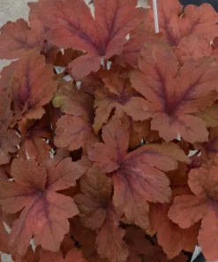 Pumpkin Spice Foamy Bells Heucherella Live Plant - Perennial - 2.5" Pot - Image 2