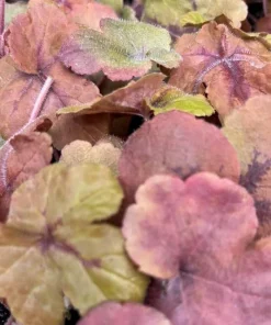 Pumpkin Spice Foamy Bells Heucherella Live Plant - Perennial - 2.5