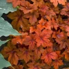 Pumpkin Spice Foamy Bells Heucherella Live Plant - Perennial - 2.5" Pot - Image 1
