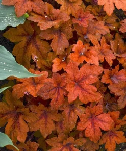 Pumpkin Spice Foamy Bells Heucherella Live Plant - Perennial - 2.5