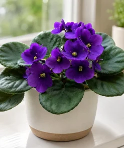 Purple African Violet Live Plant, 3-5 Inches Tall in 4 Inch Pot, Indoor Flowering - Image 3