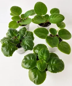 Purple African Violet Live Plant, 3-5 Inches Tall in 4 Inch Pot, Indoor Flowering - Image 5