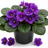 Purple African Violet Live Plant, 3-5 Inches Tall in 4 Inch Pot, Indoor Flowering - Image 1