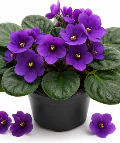 Purple African Violet Live Plant, 3-5 Inches Tall in 4 Inch Pot, Indoor Flowering - Image 1