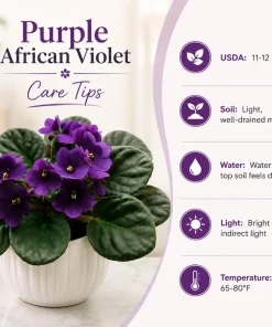 Purple African Violet Live Plant, 3-5 Inches Tall in 4 Inch Pot, Indoor Flowering - Image 6