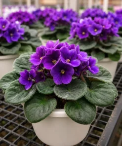 Purple African Violet Live Plant, 3-5 Inches Tall in 4 Inch Pot, Indoor Flowering - Image 7