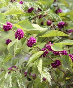 Purple Beautyberry Seeds - Callicarpa Americana Shrub Flower, 40 Seeds - Image 10