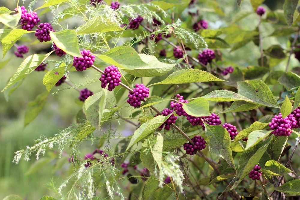 Purple Beautyberry Seeds - Callicarpa Americana Shrub Flower, 40 Seeds - Image 10